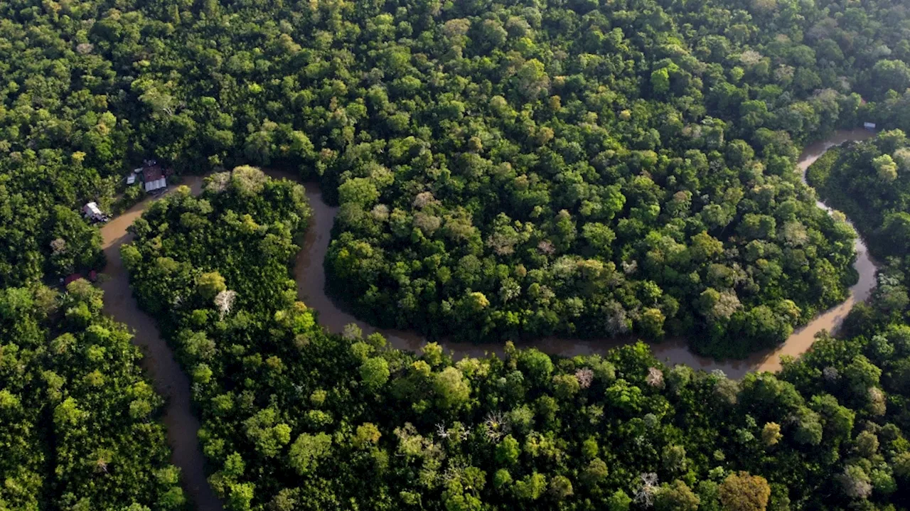 Brazil to allow miles of selective logging in effort to preserve the Amazon