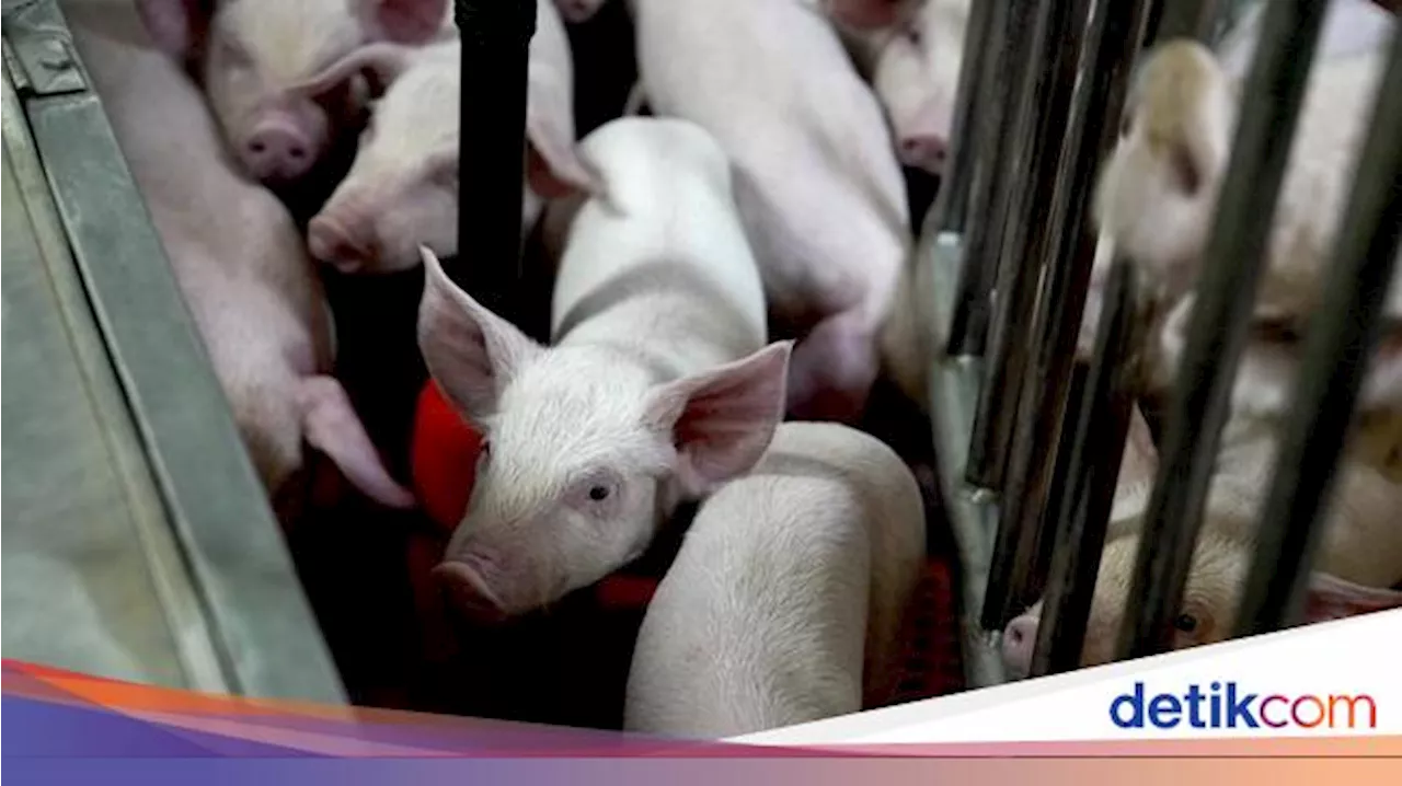 Kala Babi Dipelihara dan Dirawat untuk Keperluan Transplantasi Organ Manusia