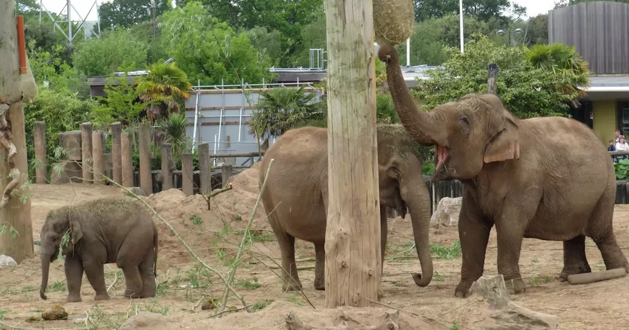 Chester Zoo staff 'devastated' as elephant dies suddenly