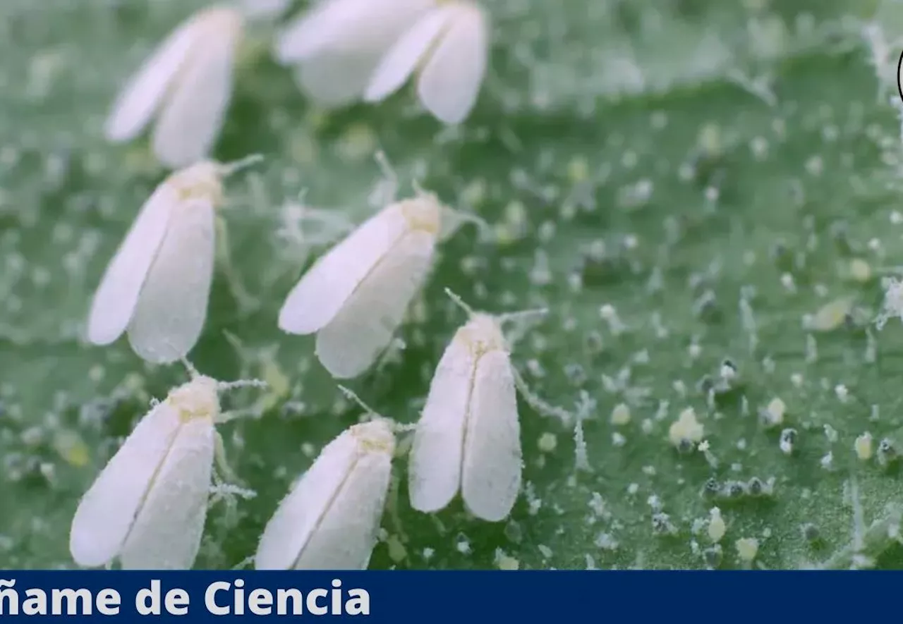 El trucazo de la cebolla que usan los jardineros para eliminar la mosca blanca