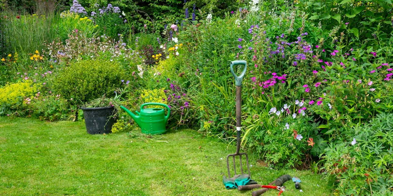 Von wegen Unkraut: Diese Pflanze ist im Garten überraschend nützlich