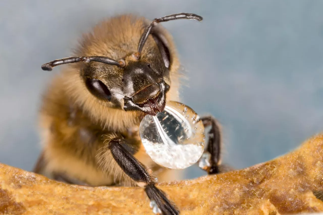 Honeybee Super-Senses Detect Lung Cancer And Distinguish Between The Two Main Types