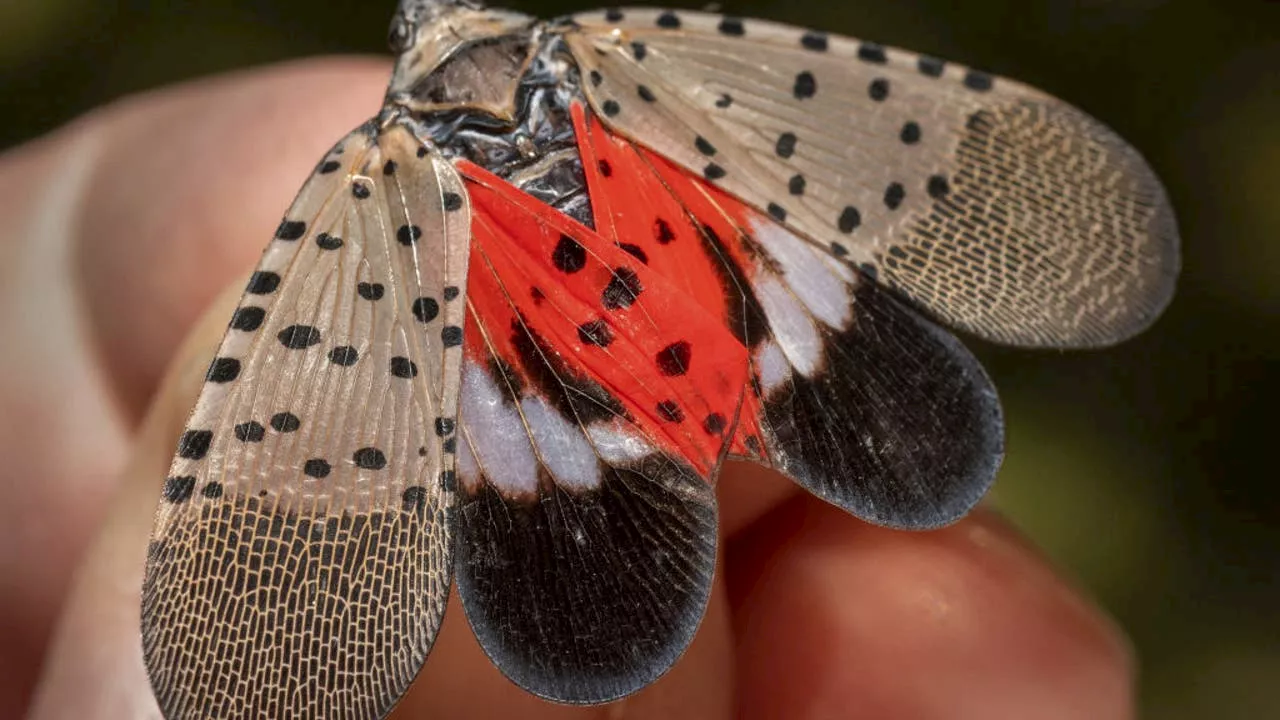 Spotted lanternflies return: What you need to know about this summer's invasion