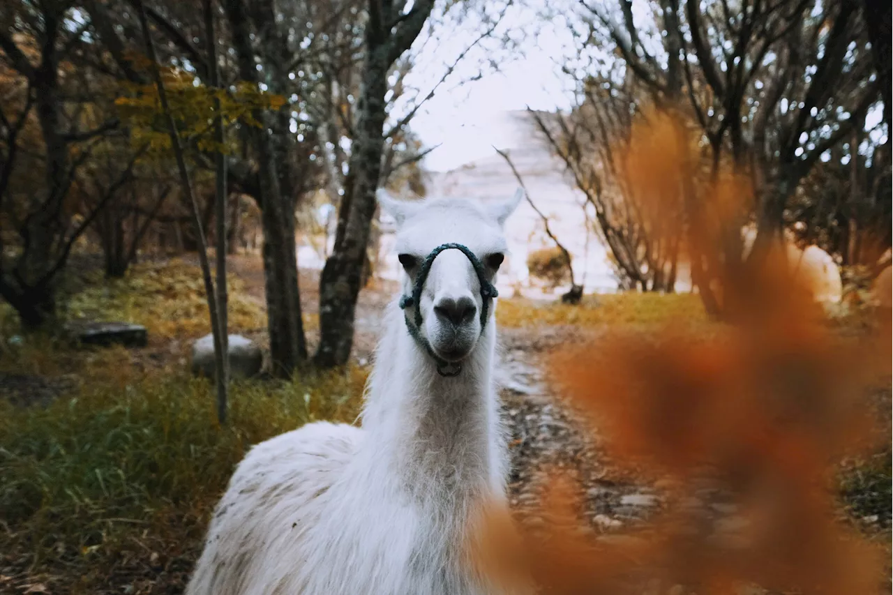 Mark Zuckerberg parie sur l’open source : « Llama 3.1 deviendra la norme » en intelligence artificielle