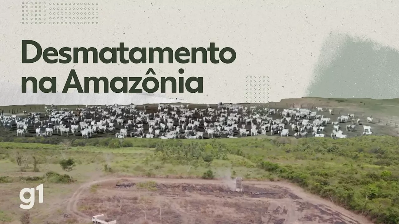 Como a Amazônia se tornou berço do maior rebanho de bois no Brasil