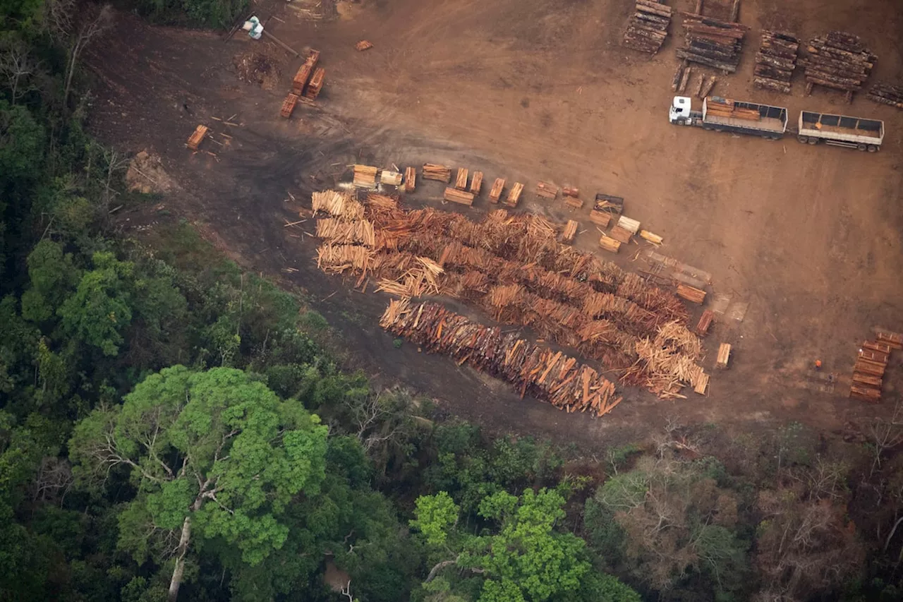 Brazil to allow miles of selective logging in effort to preserve the Amazon