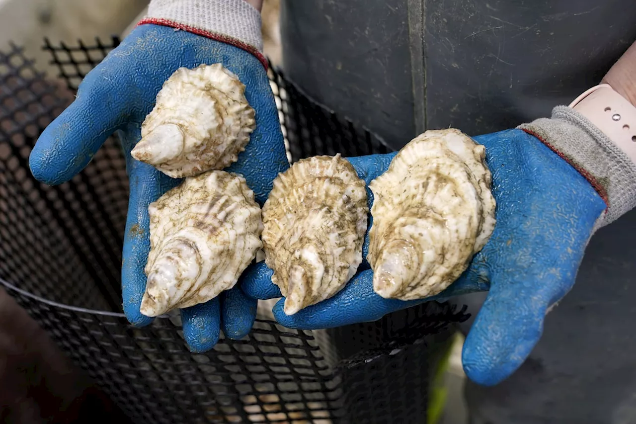 Canadian Food Inspection Agency investigating after parasite found in PEI oysters