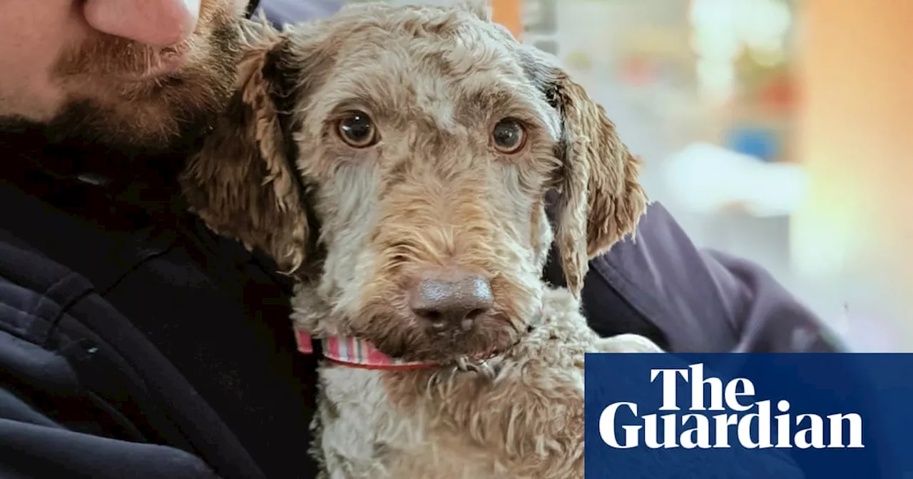 Hundreds of labradoodles in urgent need of homes after RSPCA Tasmania shuts down puppy breeder