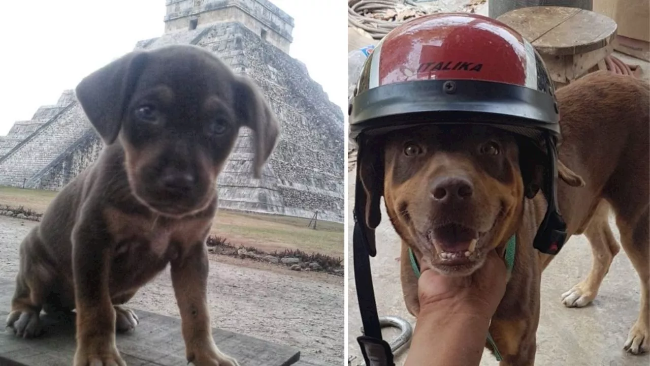 Él era “Duke”, perrito guardián de Chichén Itzá que falleció: “Terminó su misión y enseñanza”