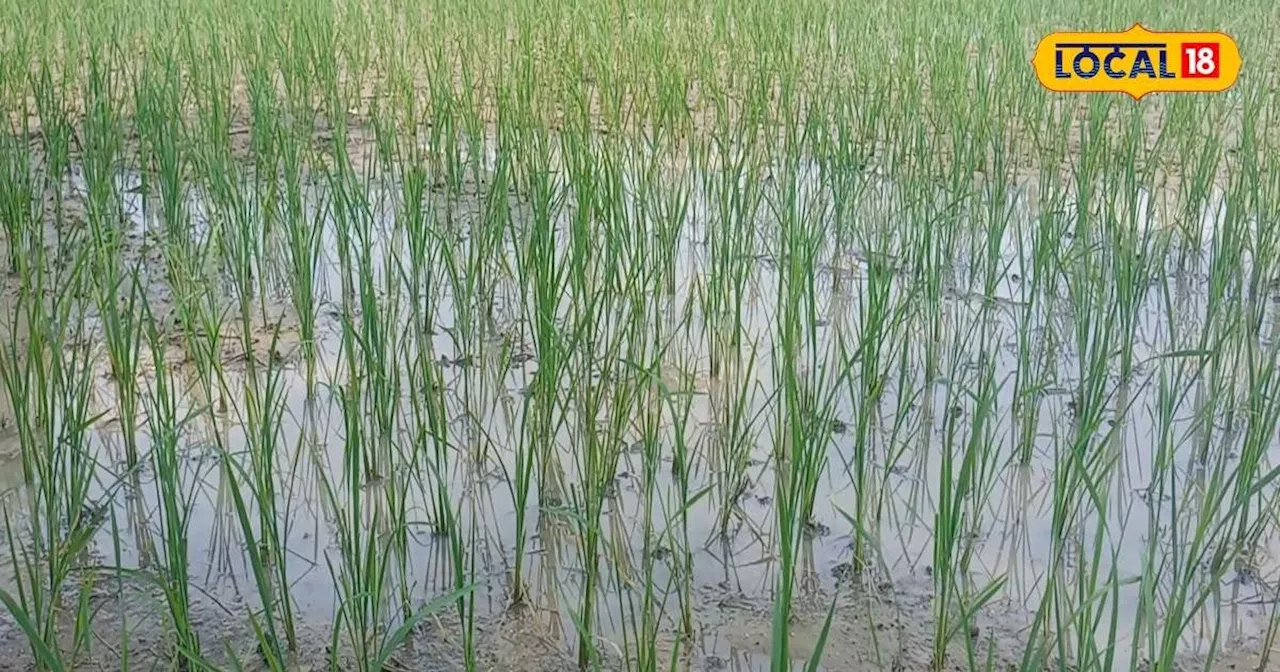 सफेद धारियां...सूखी पत्तियां, धान की फसल में डालें ये दवा, खत्म हो जाएंगी कीटों की 2-2 पीढ़ियां