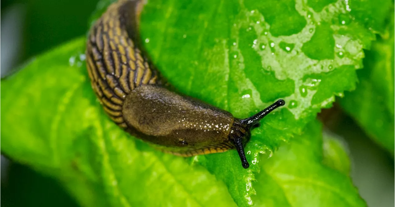 UK Gardeners Urged To Avoid 1 Common Task To Repel Slugs