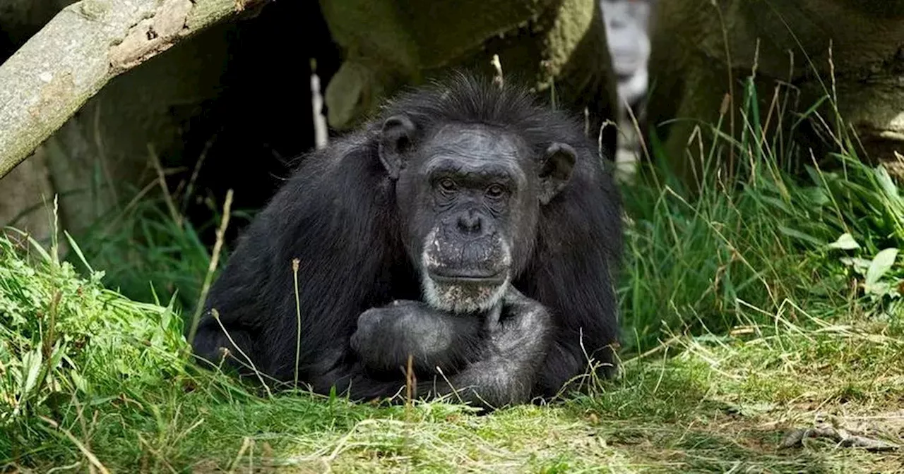 Betty the chimpanzee, Dublin Zoo's oldest resident, dies aged 62