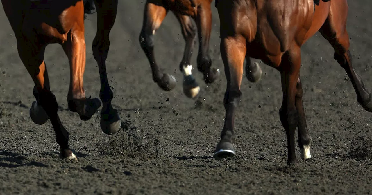 Equestrian centre owner seeks €1m-plus damages from Carlow couple