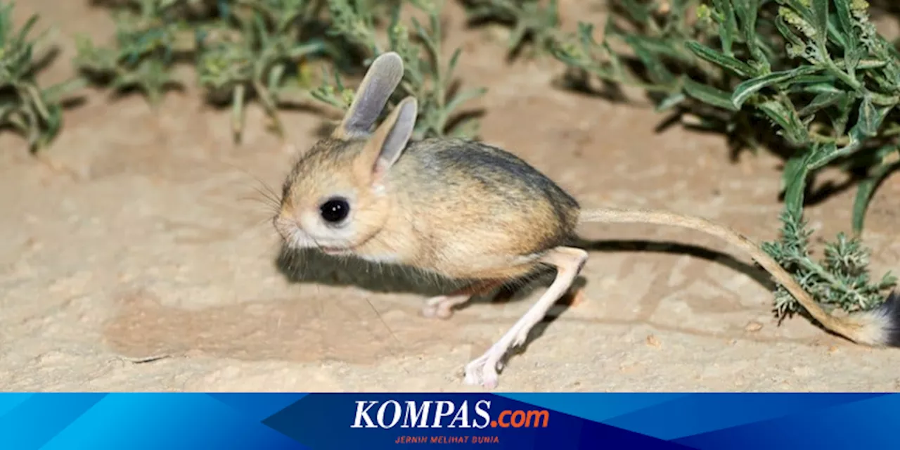 5 Hewan yang Mirip Tikus, Apa Saja?