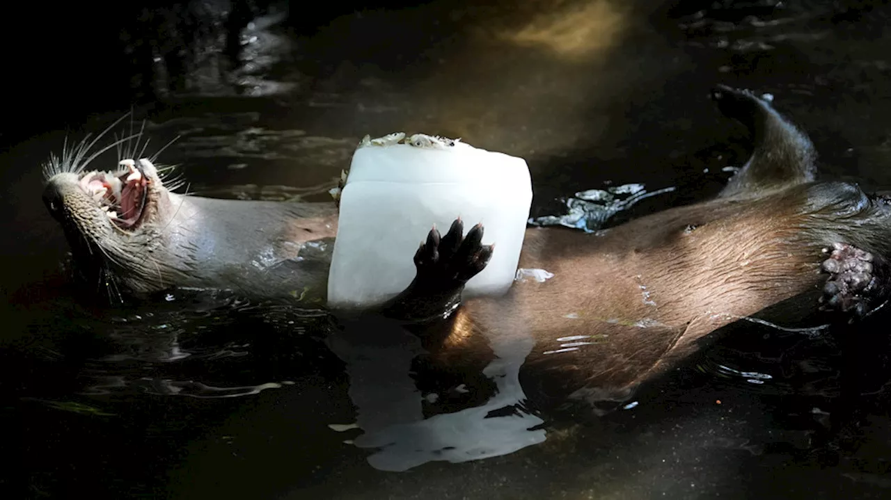 This zoo's residents beat heat with frozen treats, cold showers, and lots and lots of ice