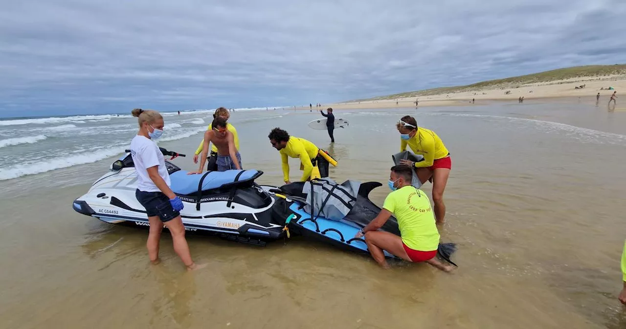 Lège-Cap-Ferret : un dauphin échoué sur la plage secouru par des sauveteurs en mer