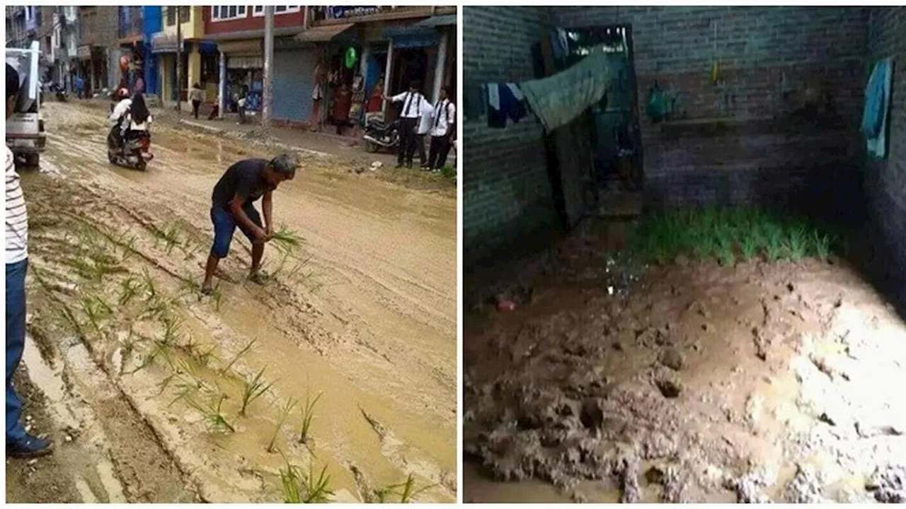 6 Penampakan Sawah Nyeleneh Ini Bikin Tepuk Jidat, Bisa Gagal Panen