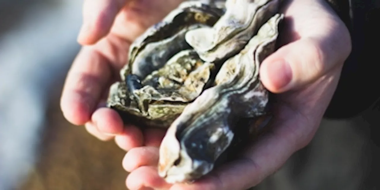 How fibreglass is sneaking into the oysters and mussels that you eat