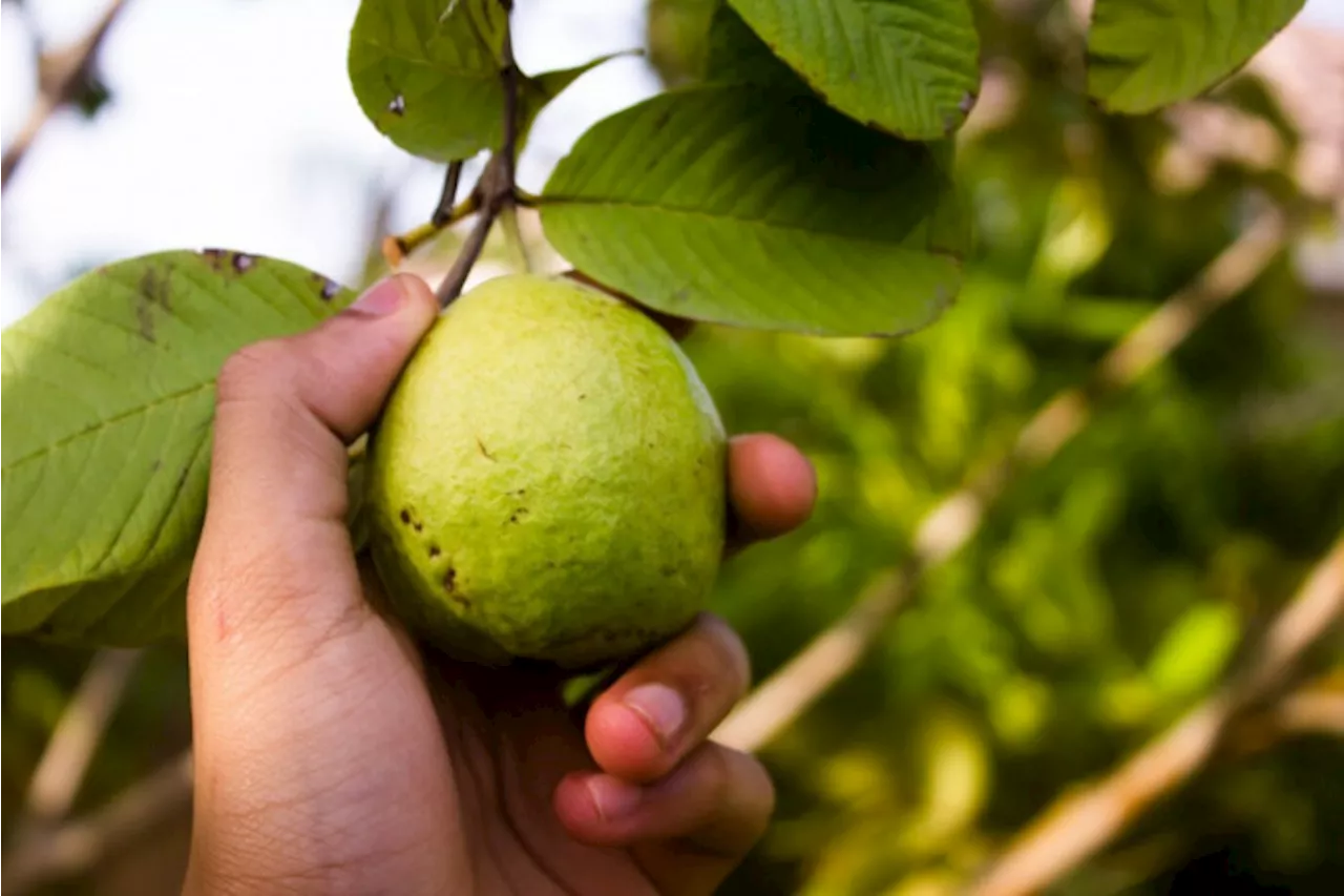 5 Manfaat Jambu Biji untuk Kesehatan Tubuh