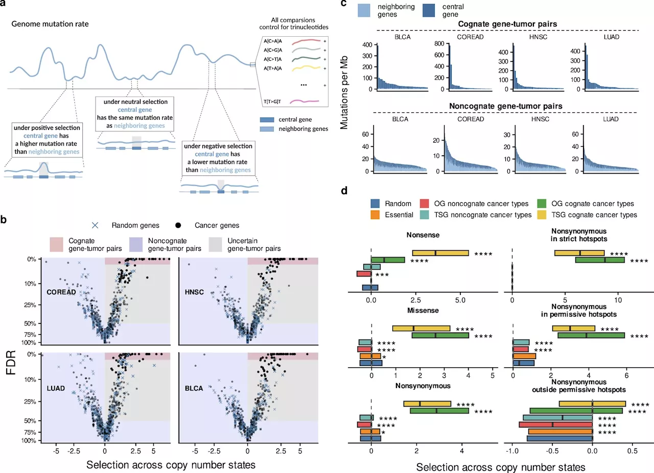 New patterns in cancer genetics point at tumor suppressor genes as potential therapeutic targets