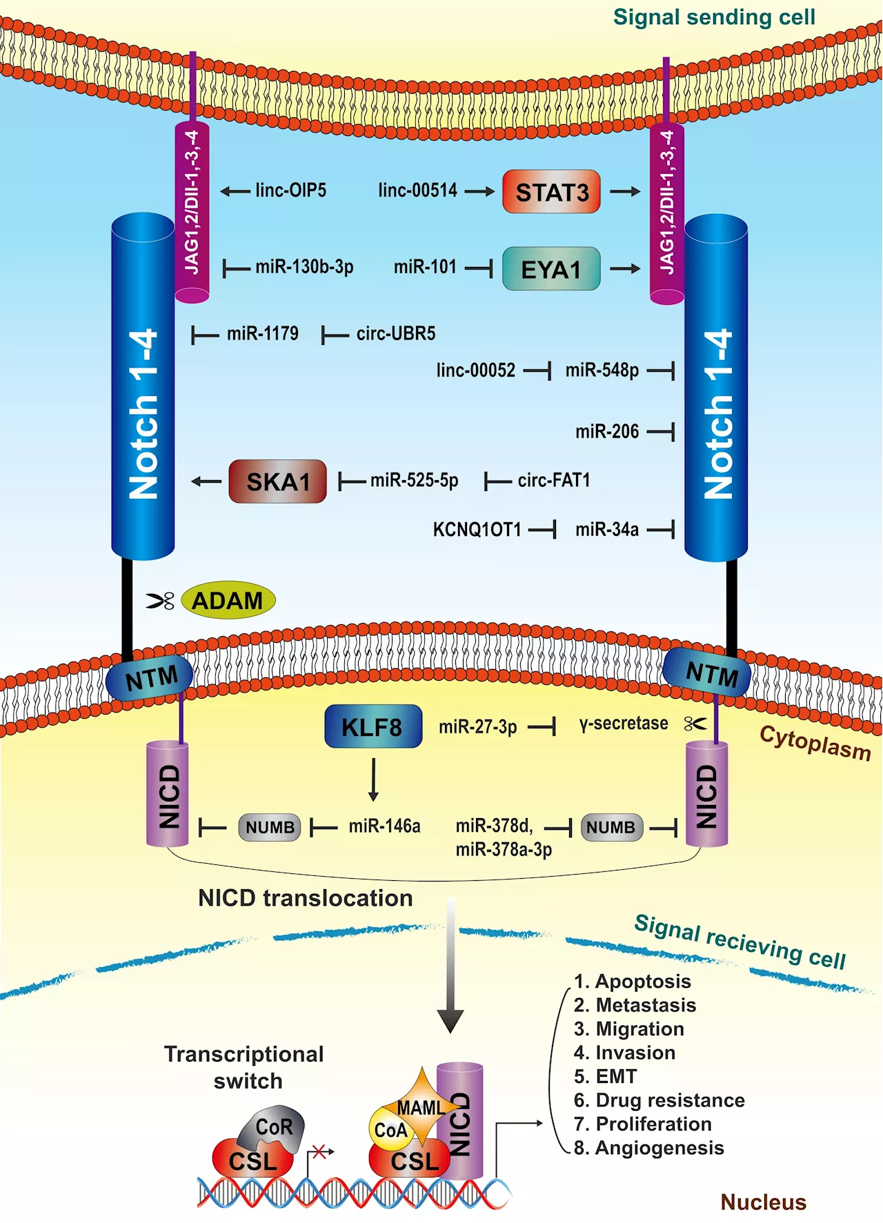 Non-coding RNAs affect breast cancer development through the notch signaling pathway