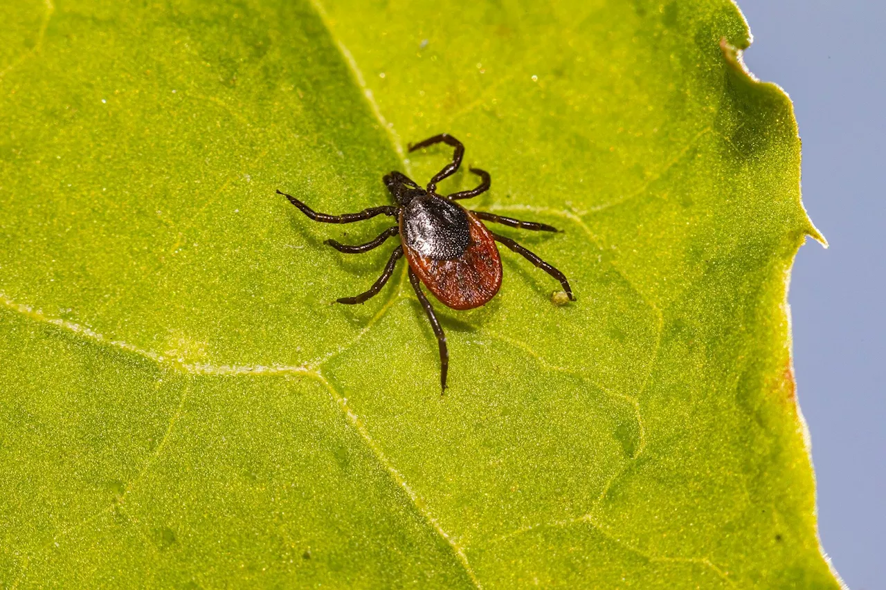 Q&A with physician-scientist on decoding early Lyme disease