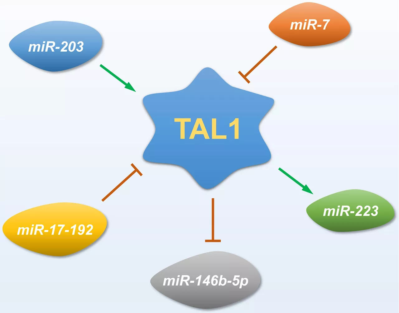 Study: Involvement of TAL1-microRNA axis in the progression of T-cell acute lymphoblastic leukemia