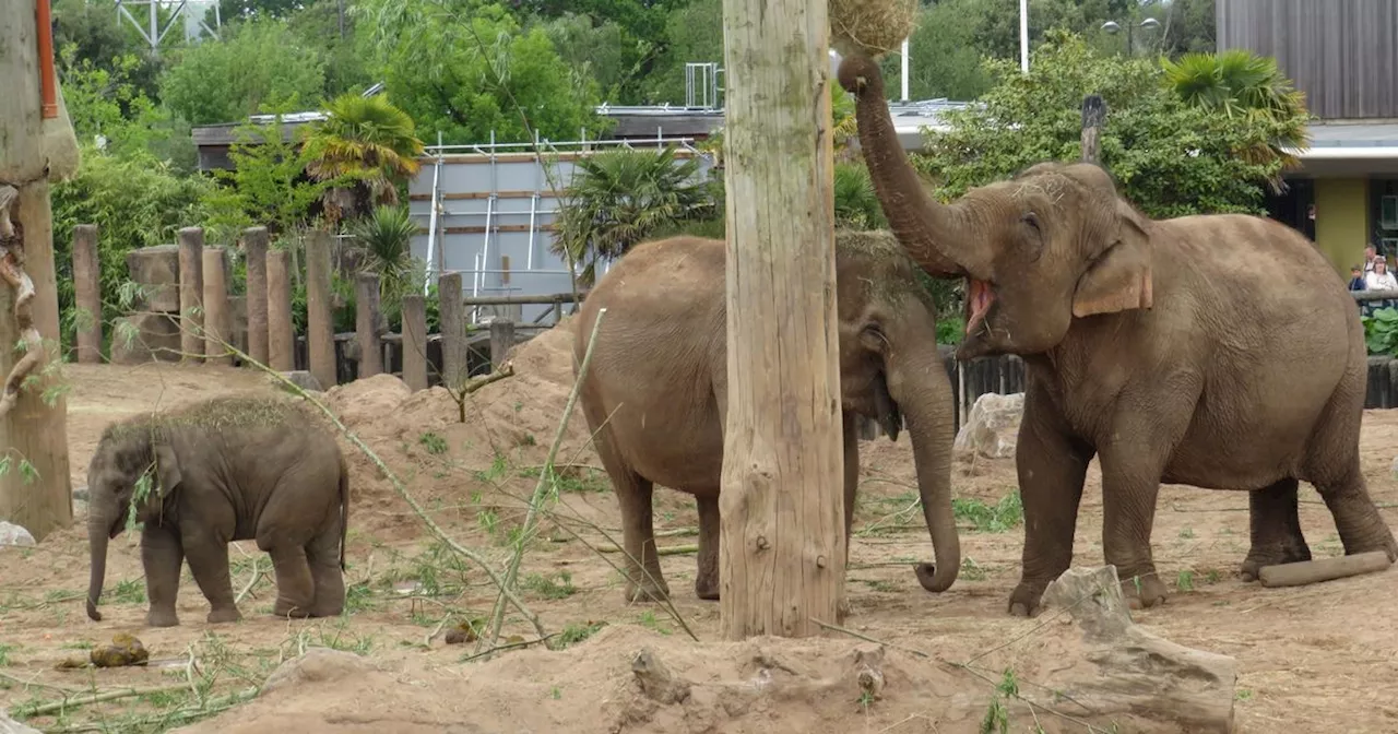 Chester Zoo staff 'deeply shocked and saddened' at heartbreaken sudden death