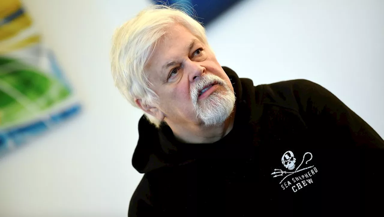 Chasse à la baleine : pourquoi l'arrestation du fondateur de Sea Shepherd, Paul Watson, fait polémique ?