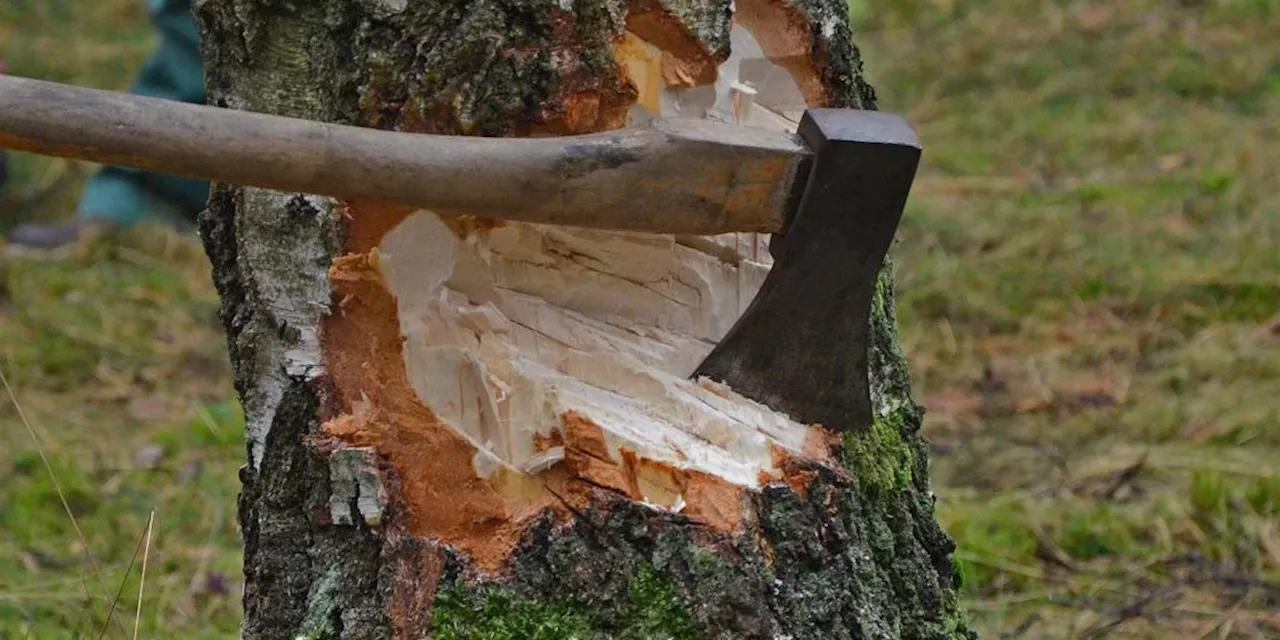 «Sehr enttäuscht»: Baum-Rettungsaktion in Zürcher Badi scheitert