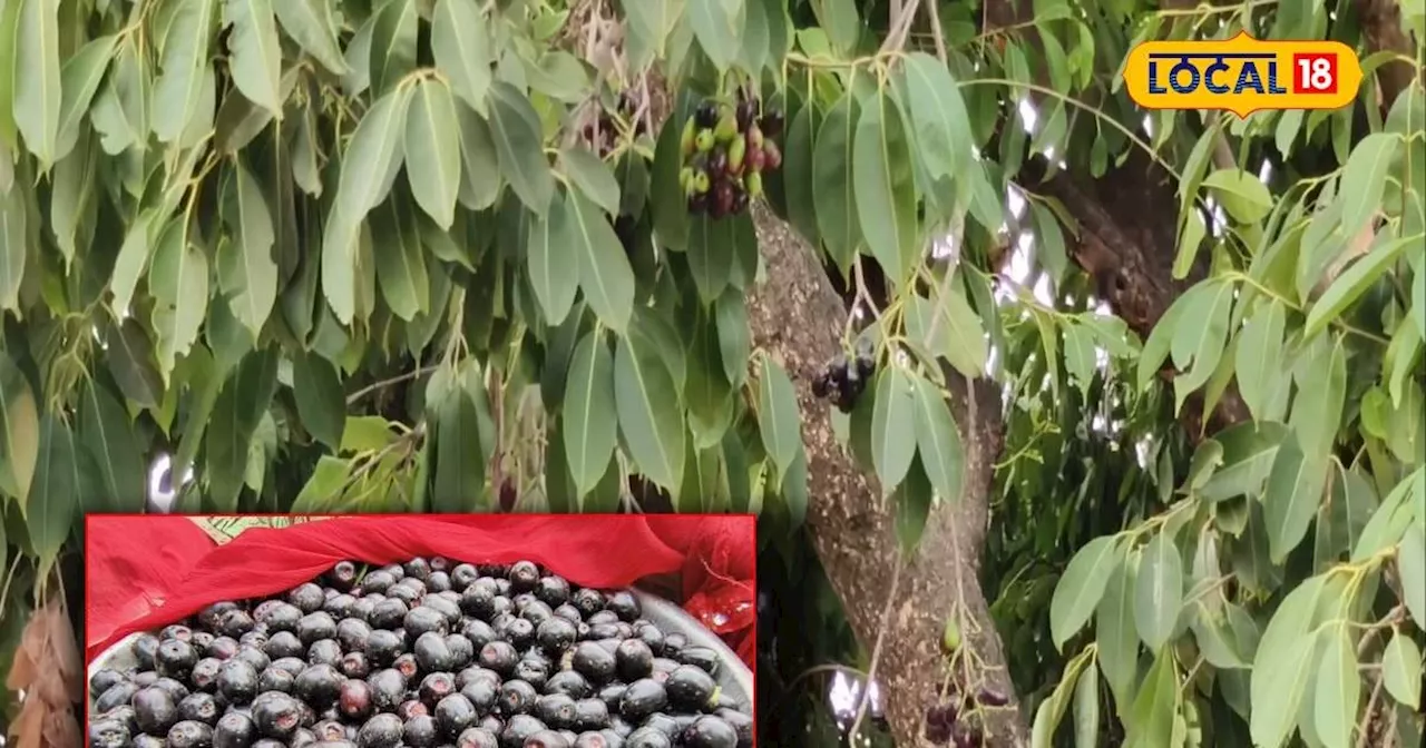 इस Black फ्रूट की करें बागवानी, सालों साल होगी इनकम, जैम-अचार-सिरका बनाने में होता है इस्तेमाल