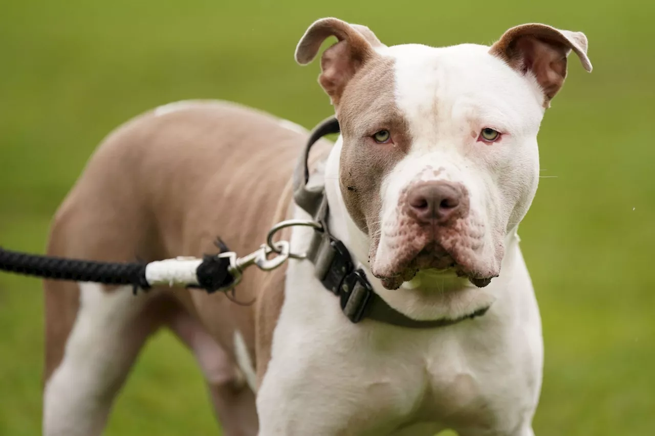 Dog breed bans called 'tokenism' as XL Bully illegal from February