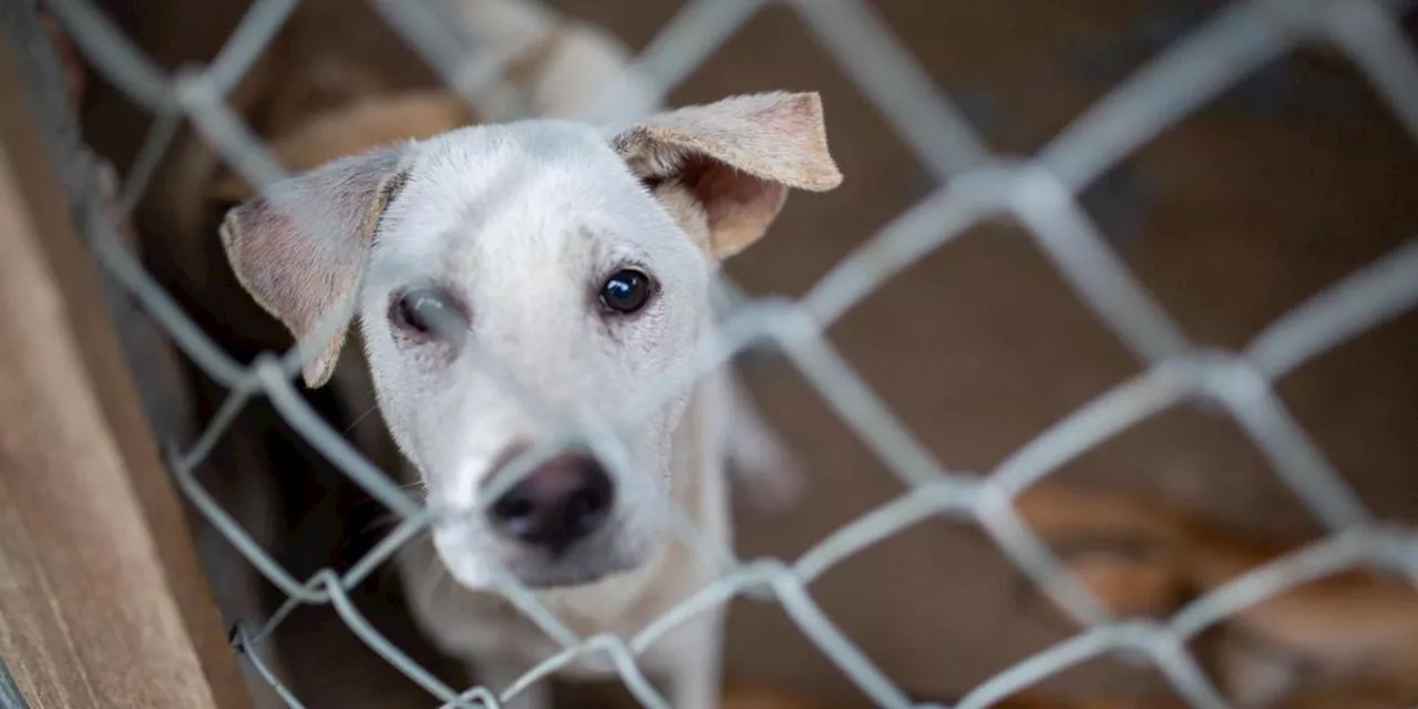 &bdquo;Welpenmast&ldquo; in Vietnam: Wo Hunde durch die H&ouml;lle gehen