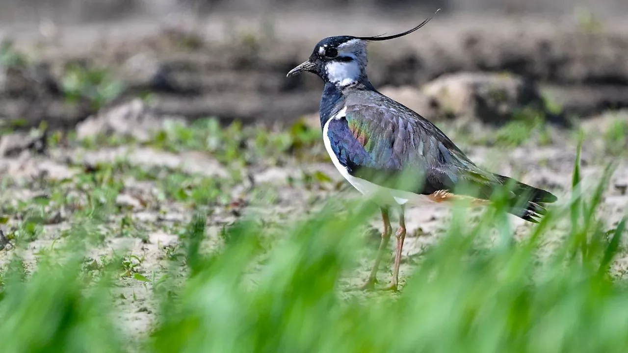 Sachsen-Anhalt: Nasse Wiesen lassen Zugvögel in der Altmark siedeln