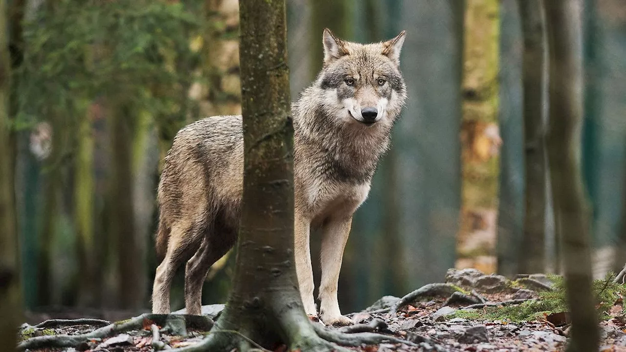 Sachsen: Landesamt: Bislang 41 Wolfsterritorien in Sachsen bestätigt