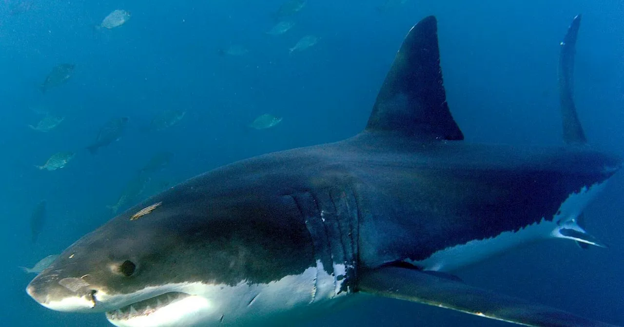 Hai greift Surfer in Australien an - schwere Beinverletzung