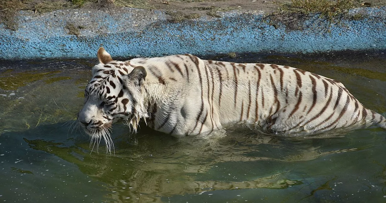 Sensation im Safariland im Kreis Gütersloh: Erinnerung an Mega-Andrang wegen Tigern