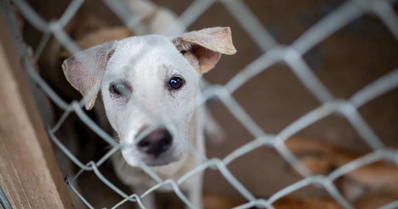 «Welpenmast» in Vietnam: Wo Hunde durch die Hölle gehen