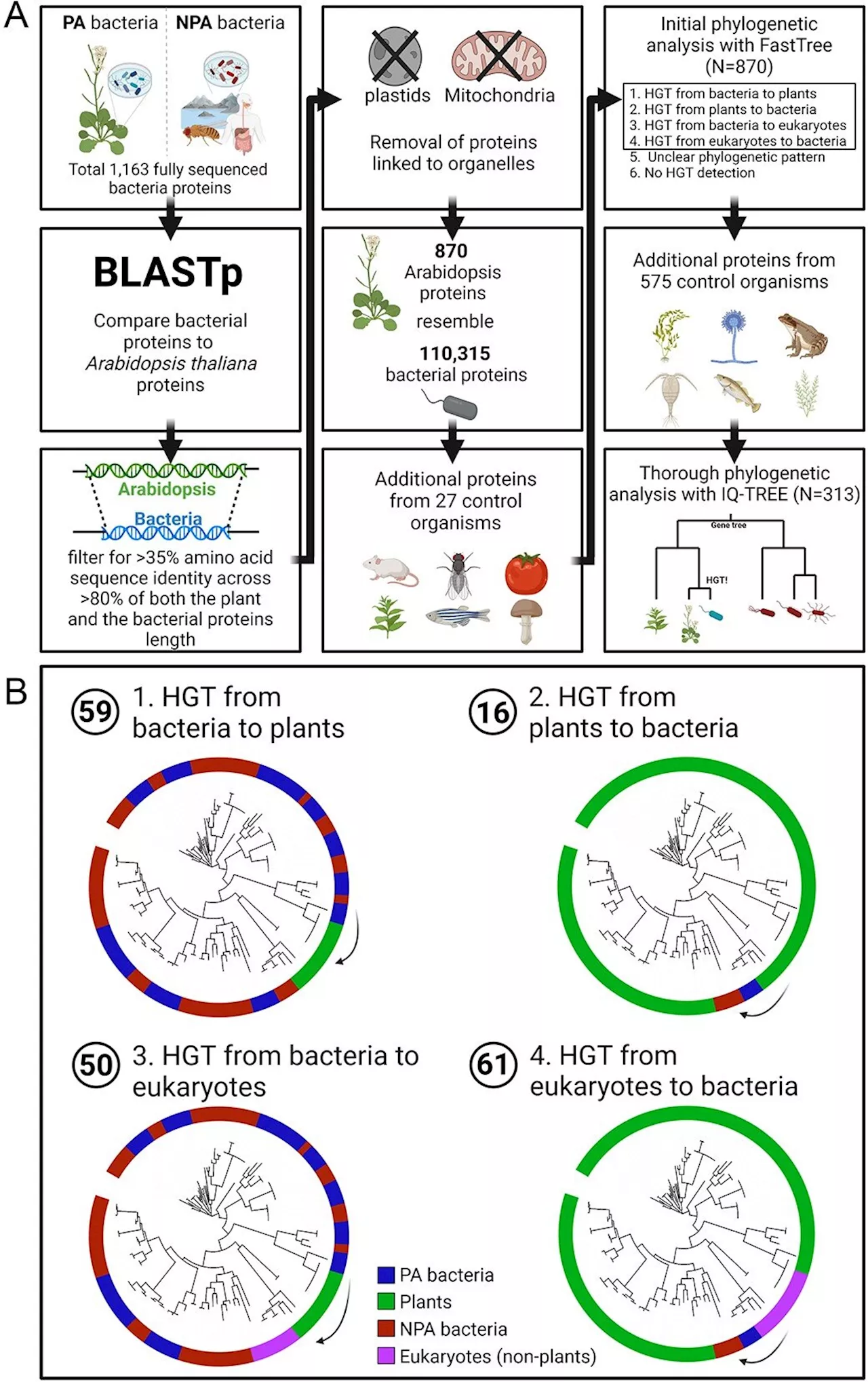 Boosting plant health: The role of gene exchange with bacteria