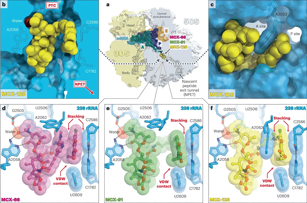 Dual action antibiotic could make bacterial resistance nearly impossible