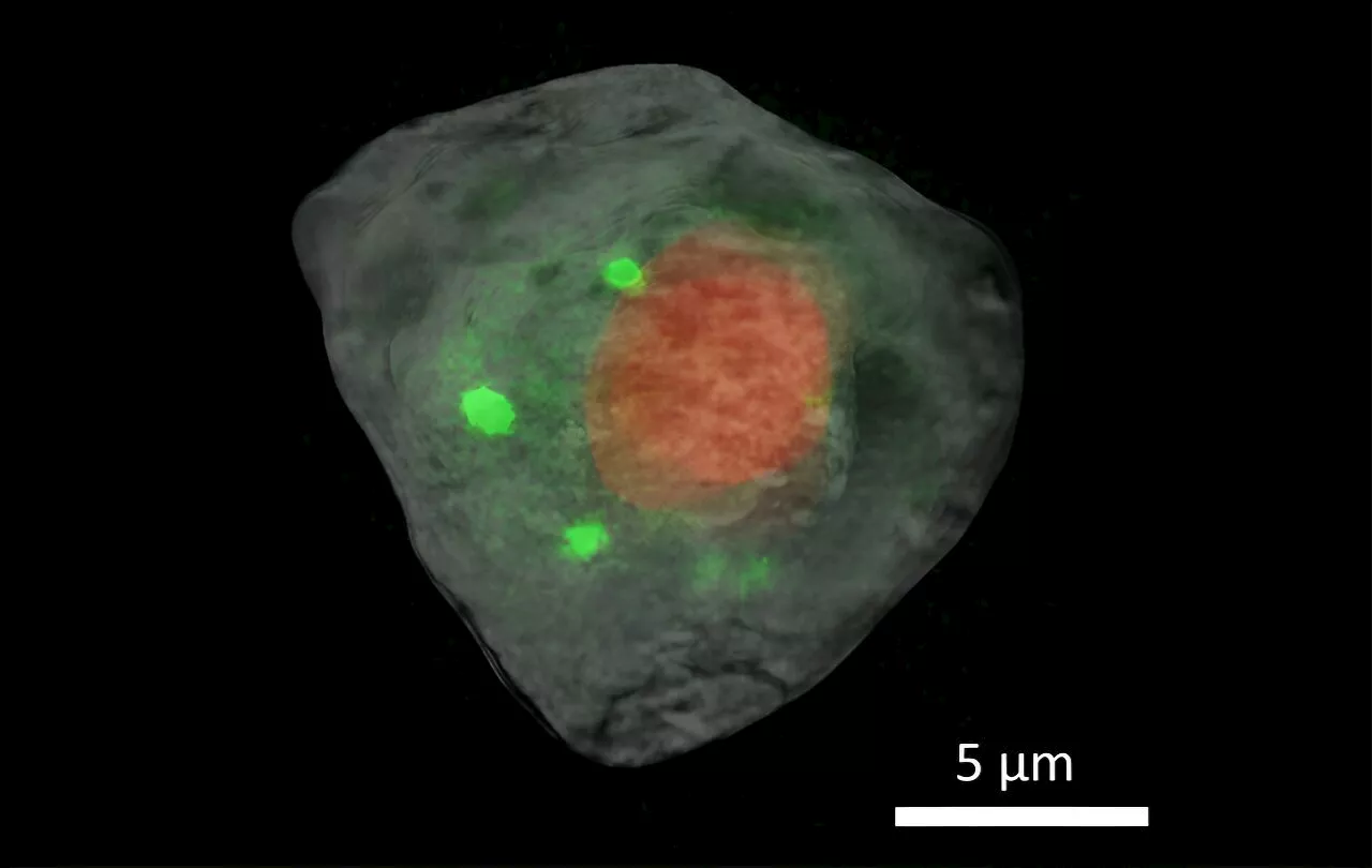 Researchers explore a single cell using advanced X-ray imaging techniques