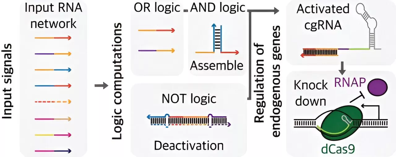 Smart guide RNAs: Researchers use logic gate-based decision-making to construct circuits that control genes