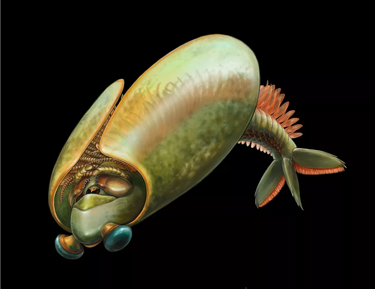 Taco-shaped arthropod fossils give new insights into the history of the first mandibulates