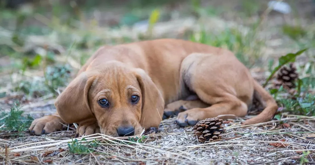 Dog training expert lists three breeds he would never own