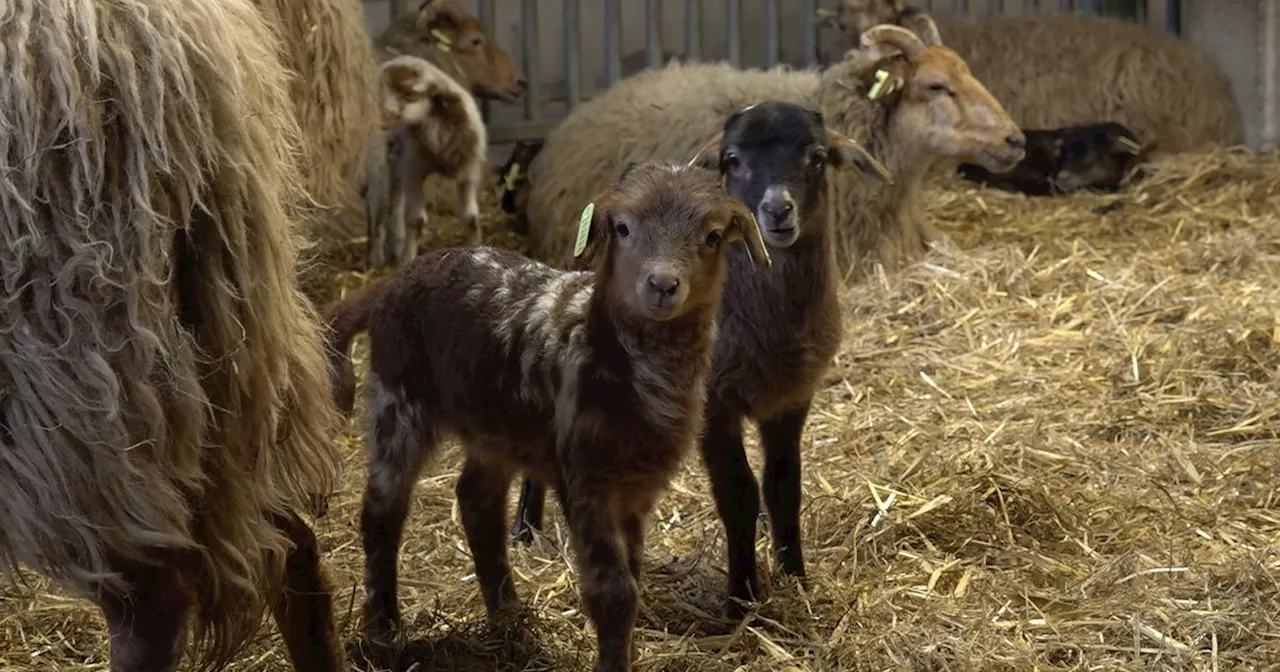 Drentse dierenartsen verwachten minder dode schapen tijdens nieuwe blauwtonguitbraak