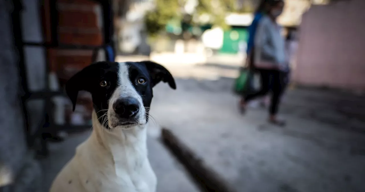 Onvindbaar stel houdt leenhond uit handen van stichting, ondanks boete van duizenden euro's