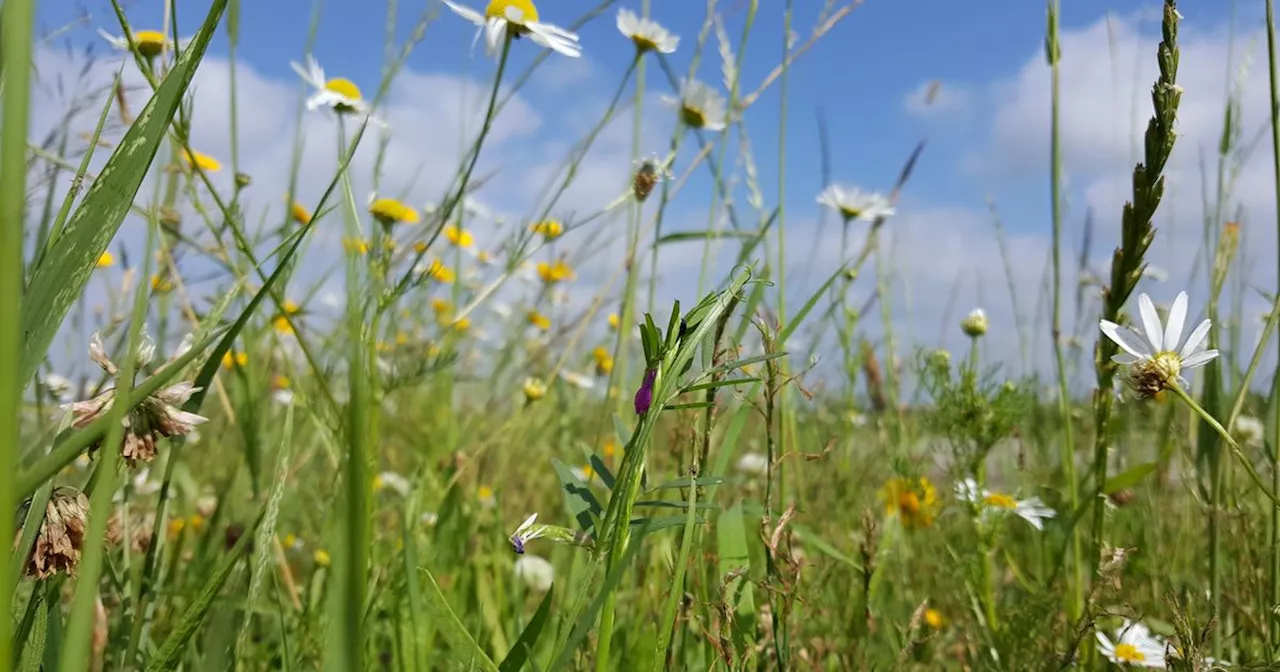 Speuren naar insecten en bloemen in bermen: Assen en Midden-Drenthe zoeken bermscouts