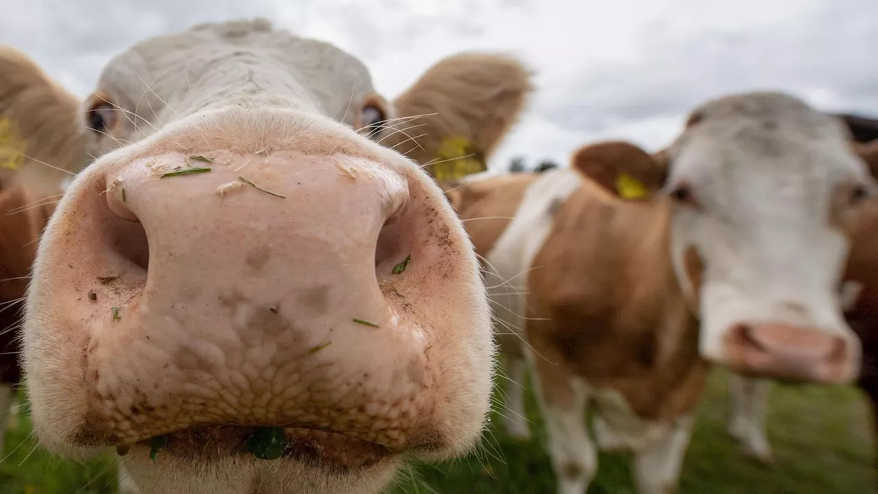 Veggie-Hack bei Stiftung Warentest: Gute vegetarische Alternativen zu Hackfleisch