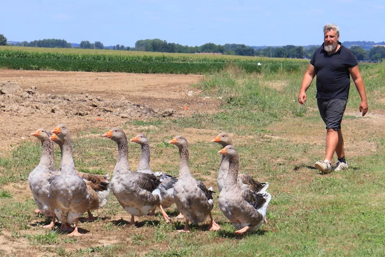 A Lagruère, Dorian Darosa s’engage pour sauver des oies et des poules d’élevages intensifs