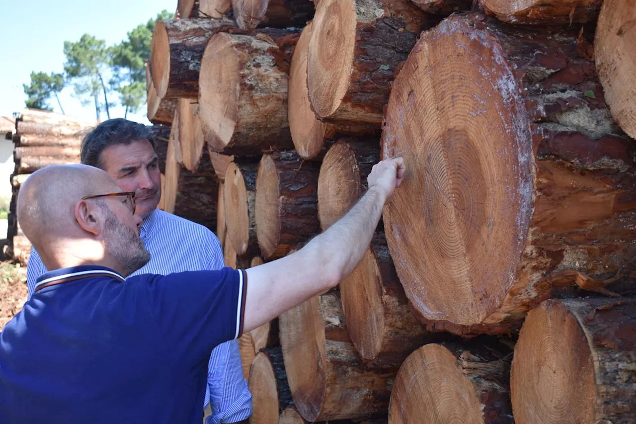 Deux ans après les incendies de 2022 en Gironde, du bois brûlé transformé en bancs publics et en œuvres d’art